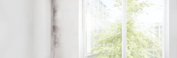 Best Attic Mold Removal  in Clive, IA