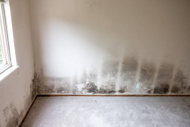 Best Environmental Consulting for Mold Prevention  in Clive, IA