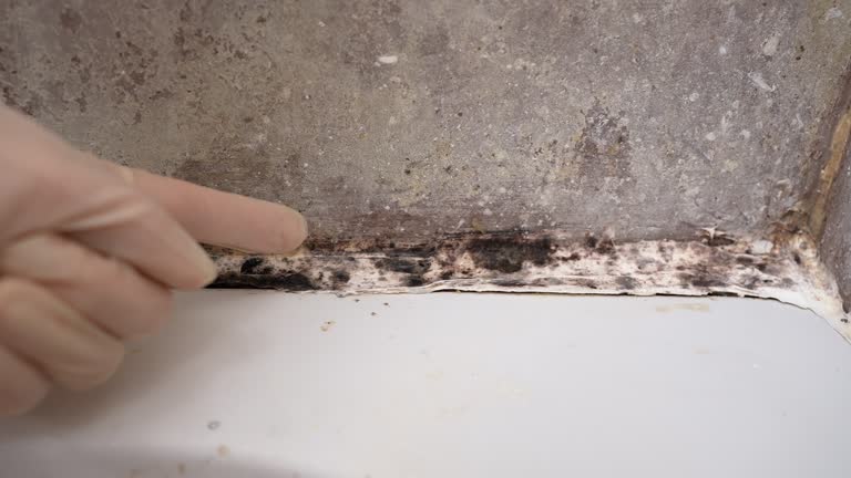 Clive, IA Mold Removal Company