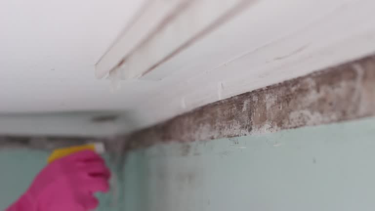 Best Air Quality Testing for Mold Spores  in Clive, IA